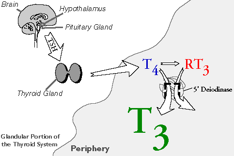 8ThyroidSystem